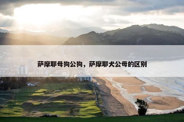 萨摩耶母狗公狗，萨摩耶犬公母的区别