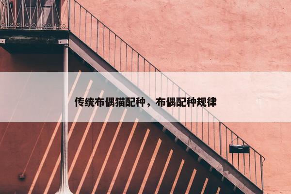 传统布偶猫配种，布偶配种规律