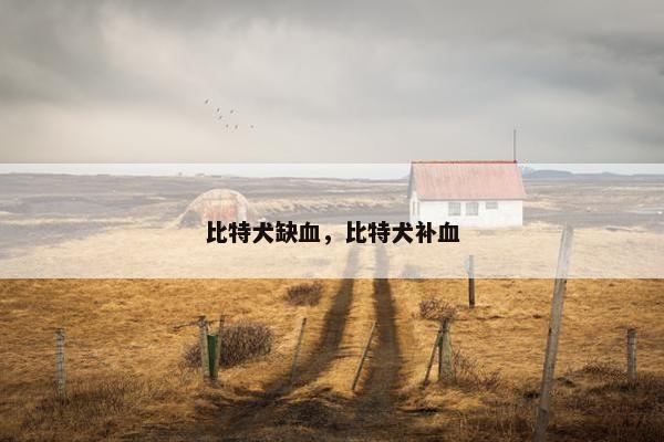 比特犬缺血，比特犬补血