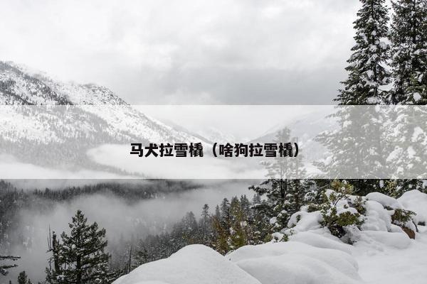 马犬拉雪橇（啥狗拉雪橇）