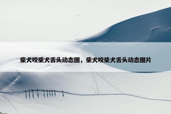柴犬咬柴犬舌头动态图，柴犬咬柴犬舌头动态图片