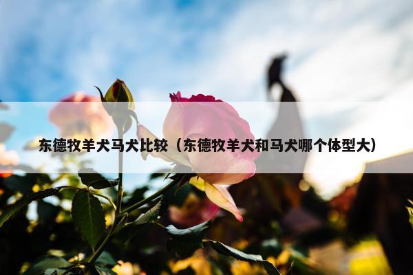 东德牧羊犬马犬比较（东德牧羊犬和马犬哪个体型大）
