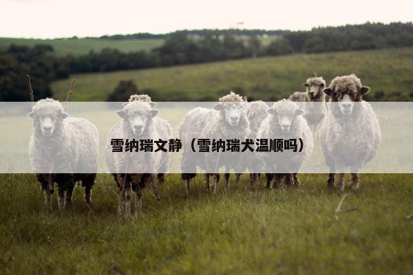 雪纳瑞文静（雪纳瑞犬温顺吗）