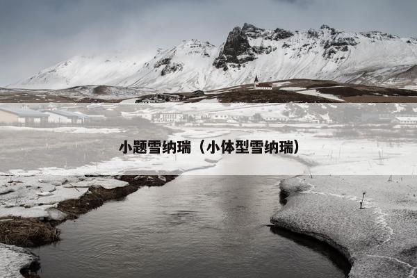 小题雪纳瑞（小体型雪纳瑞）