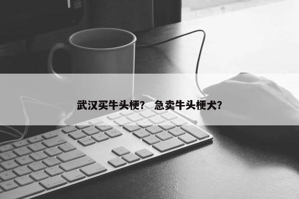 武汉买牛头梗？ 急卖牛头梗犬？