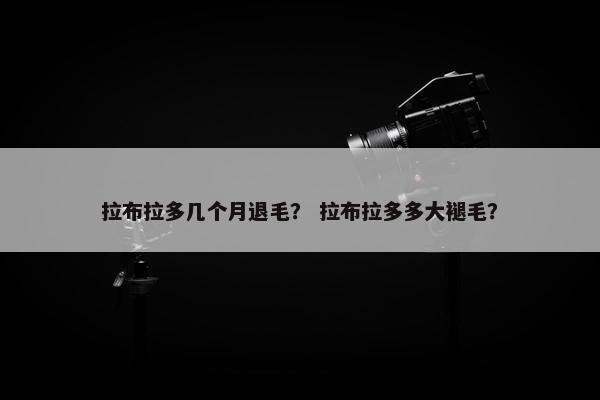 拉布拉多几个月退毛？ 拉布拉多多大褪毛？