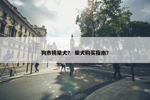 狗市挑柴犬？ 柴犬购买指南？