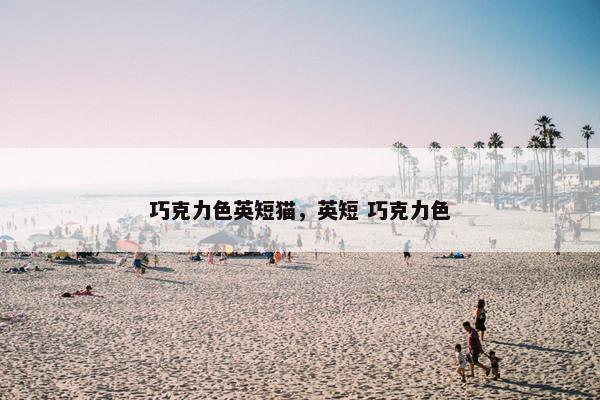 巧克力色英短猫，英短 巧克力色