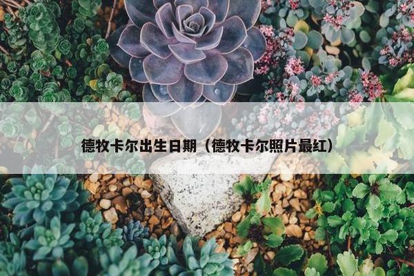 德牧卡尔出生日期（德牧卡尔照片最红）