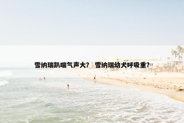 雪纳瑞趴喘气声大？ 雪纳瑞幼犬呼吸重？