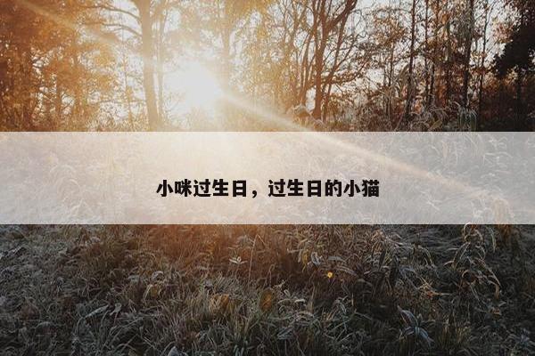 小咪过生日，过生日的小猫