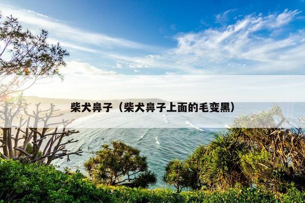 柴犬鼻子（柴犬鼻子上面的毛变黑）