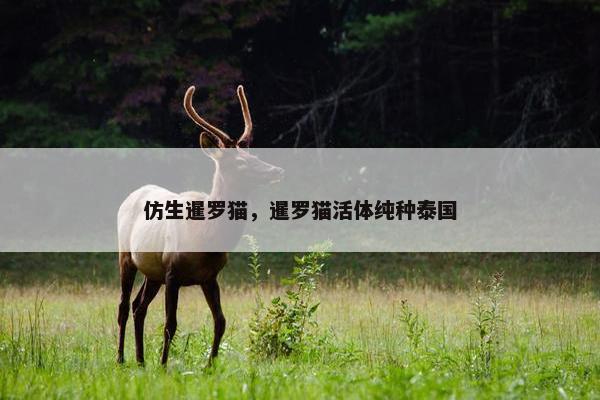 仿生暹罗猫，暹罗猫活体纯种泰国