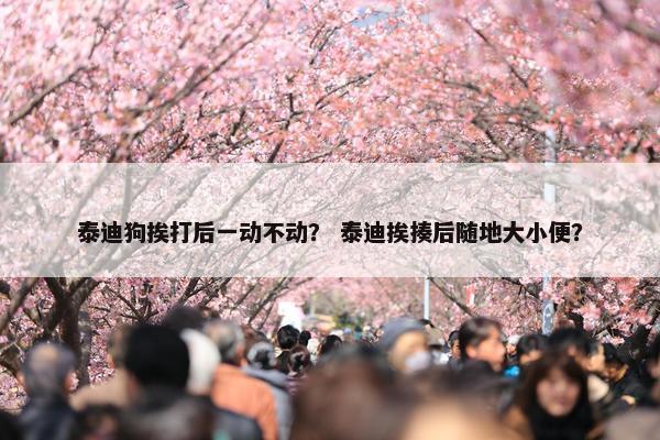 泰迪狗挨打后一动不动？ 泰迪挨揍后随地大小便？