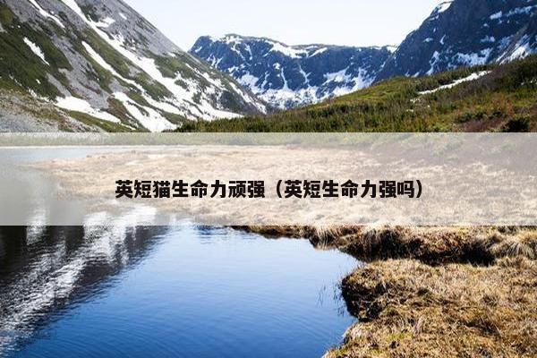 英短猫生命力顽强（英短生命力强吗）
