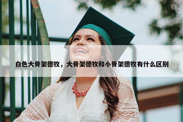白色大骨架德牧，大骨架德牧和小骨架德牧有什么区别