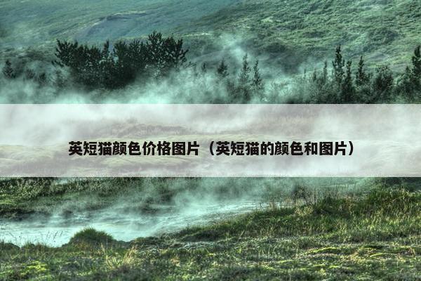 英短猫颜色价格图片（英短猫的颜色和图片）