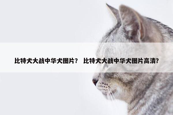 比特犬大战中华犬图片？ 比特犬大战中华犬图片高清？