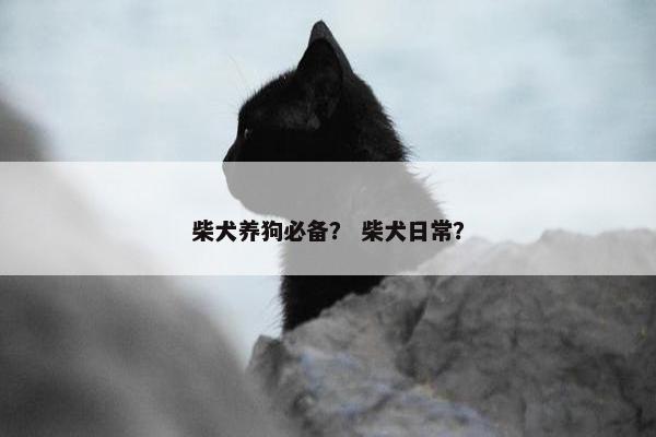 柴犬养狗必备？ 柴犬日常？