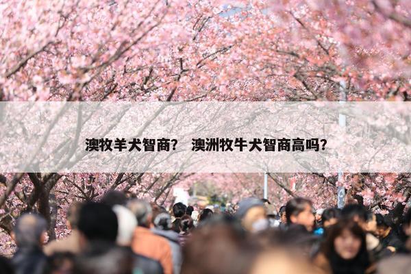 澳牧羊犬智商？ 澳洲牧牛犬智商高吗？