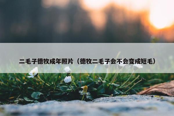 二毛子德牧成年照片（德牧二毛子会不会变成短毛）