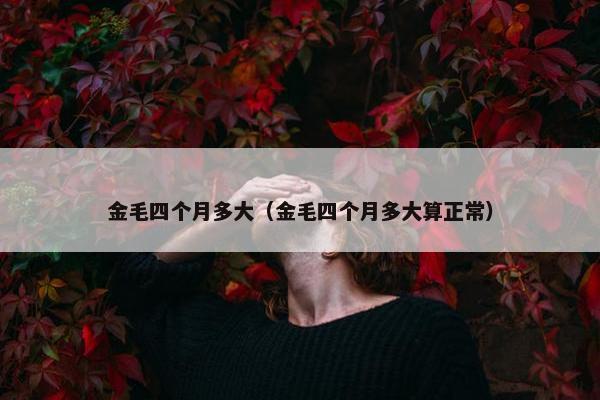 金毛四个月多大（金毛四个月多大算正常）