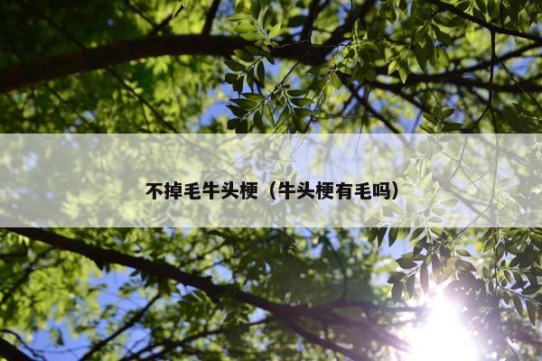 不掉毛牛头梗（牛头梗有毛吗）