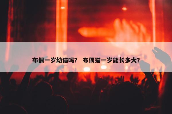 布偶一岁幼猫吗？ 布偶猫一岁能长多大？