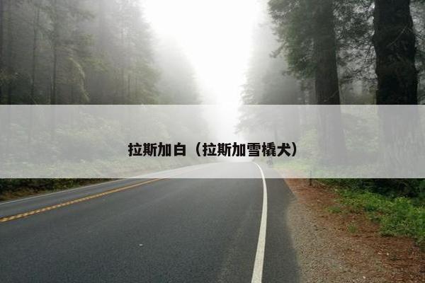 拉斯加白（拉斯加雪橇犬）
