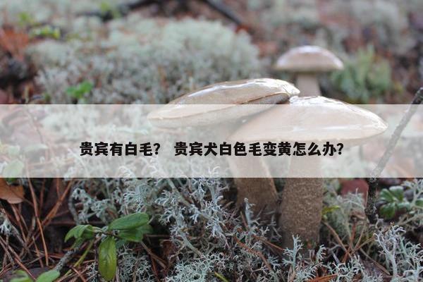 贵宾有白毛？ 贵宾犬白色毛变黄怎么办？