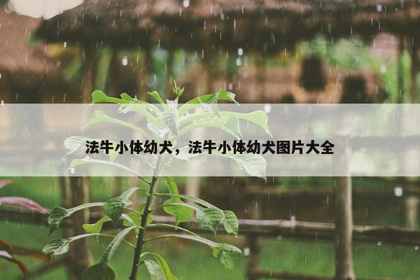 法牛小体幼犬，法牛小体幼犬图片大全