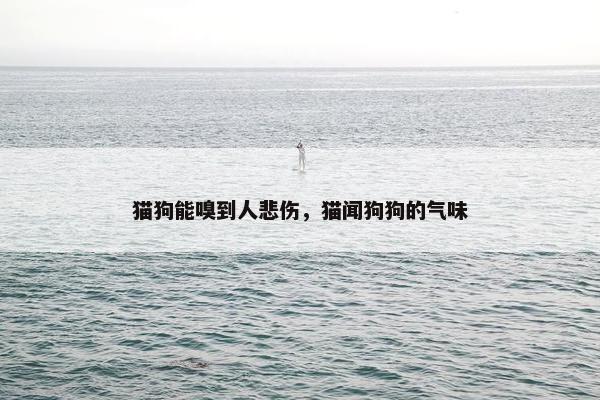 猫狗能嗅到人悲伤，猫闻狗狗的气味