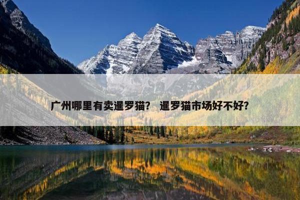 广州哪里有卖暹罗猫？ 暹罗猫市场好不好？