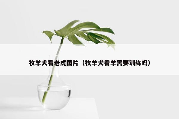 牧羊犬看老虎图片（牧羊犬看羊需要训练吗）