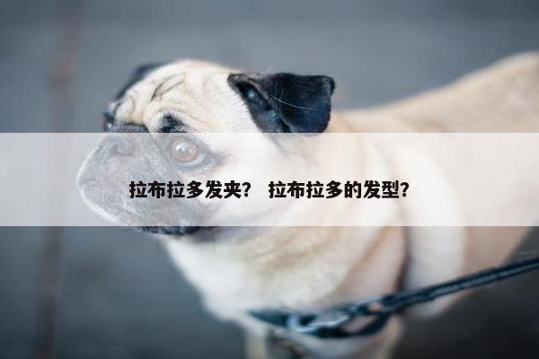 拉布拉多发夹？ 拉布拉多的发型？