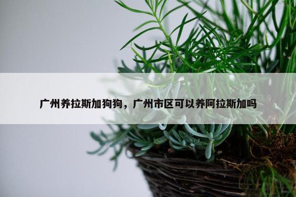 广州养拉斯加狗狗，广州市区可以养阿拉斯加吗
