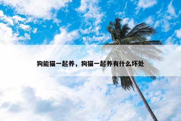 狗能猫一起养，狗猫一起养有什么坏处