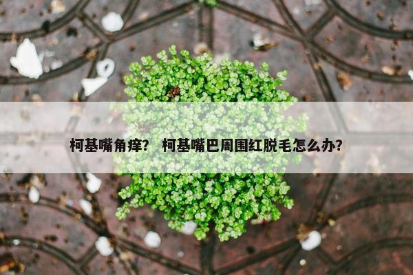 柯基嘴角痒？ 柯基嘴巴周围红脱毛怎么办？