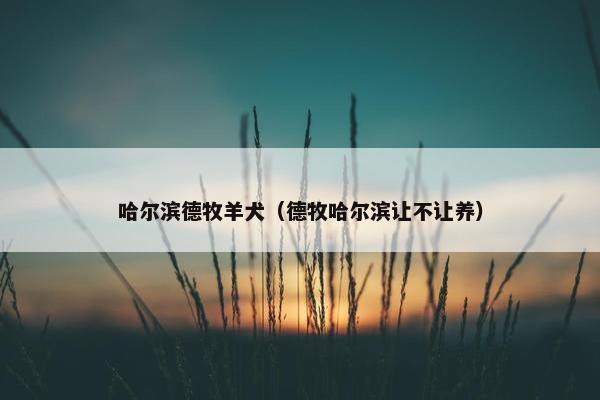 哈尔滨德牧羊犬（德牧哈尔滨让不让养）