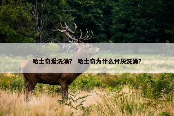 哈士奇爱洗澡？ 哈士奇为什么讨厌洗澡？
