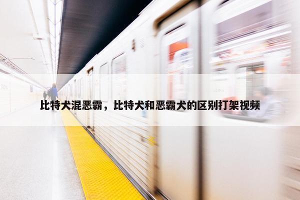 比特犬混恶霸，比特犬和恶霸犬的区别打架视频