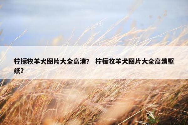 柠檬牧羊犬图片大全高清？ 柠檬牧羊犬图片大全高清壁纸？