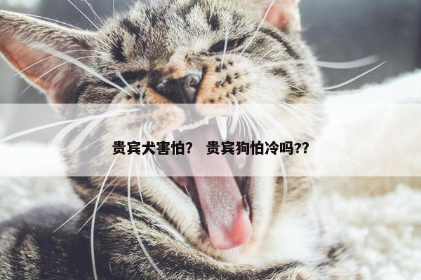 贵宾犬害怕？ 贵宾狗怕冷吗?？
