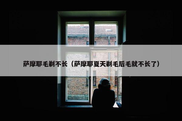 萨摩耶毛剃不长（萨摩耶夏天剃毛后毛就不长了）
