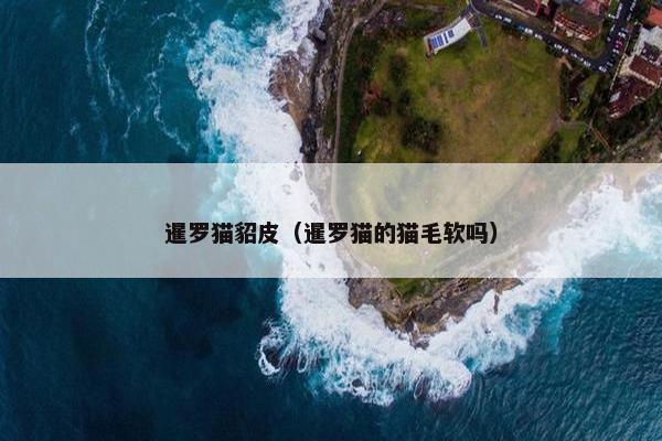 暹罗猫貂皮（暹罗猫的猫毛软吗）