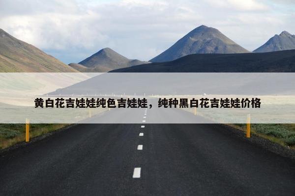 黄白花吉娃娃纯色吉娃娃，纯种黑白花吉娃娃价格