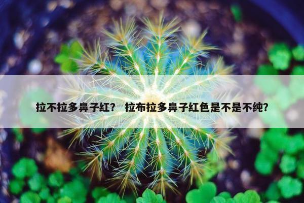 拉不拉多鼻子红？ 拉布拉多鼻子红色是不是不纯？