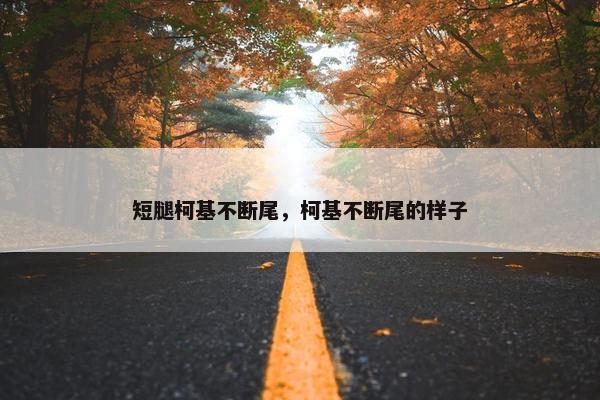 短腿柯基不断尾，柯基不断尾的样子