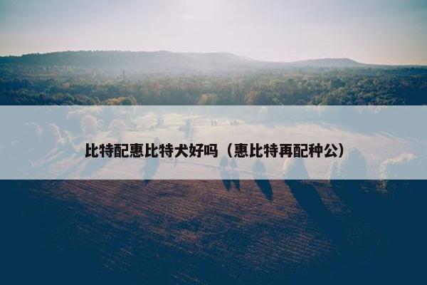 比特配惠比特犬好吗（惠比特再配种公）