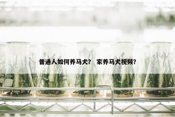 普通人如何养马犬？ 家养马犬视频？